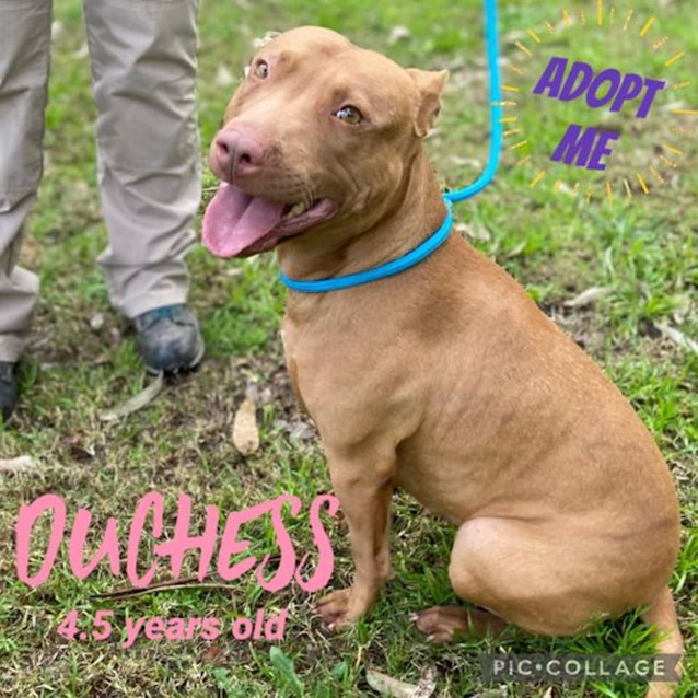 Photo of Dutchess