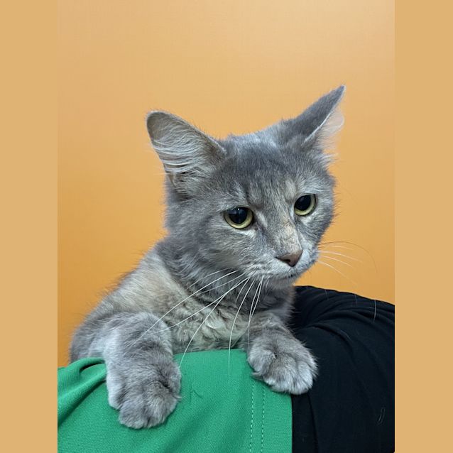 Photo of Trixie