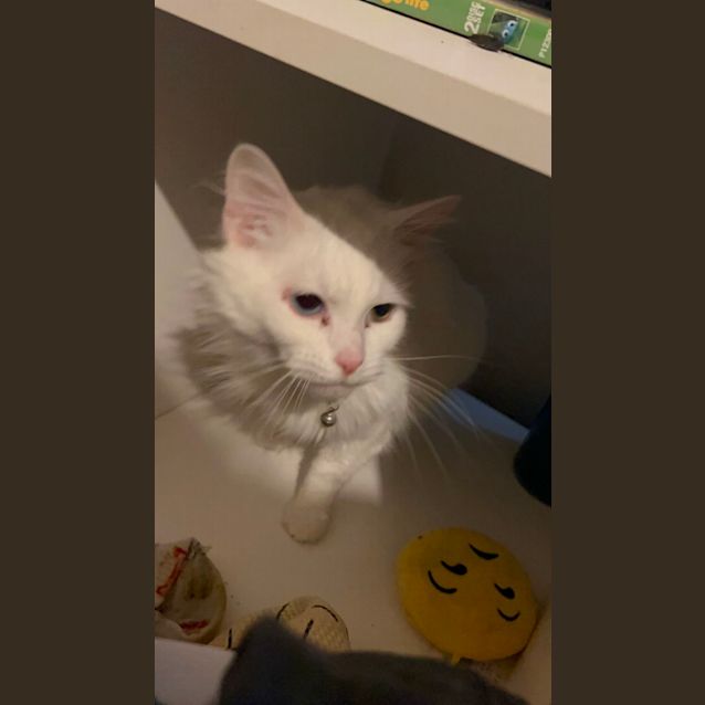 Photo of Coco