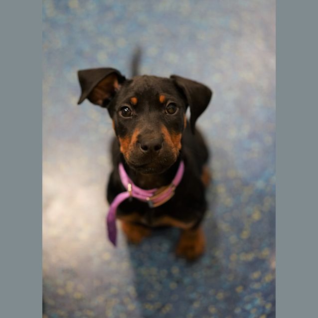 Photo of Skye