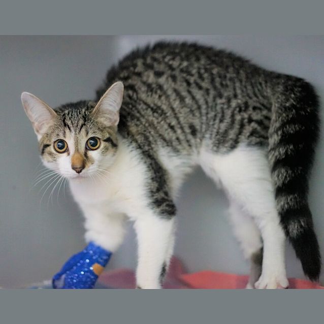 Photo of Hershey