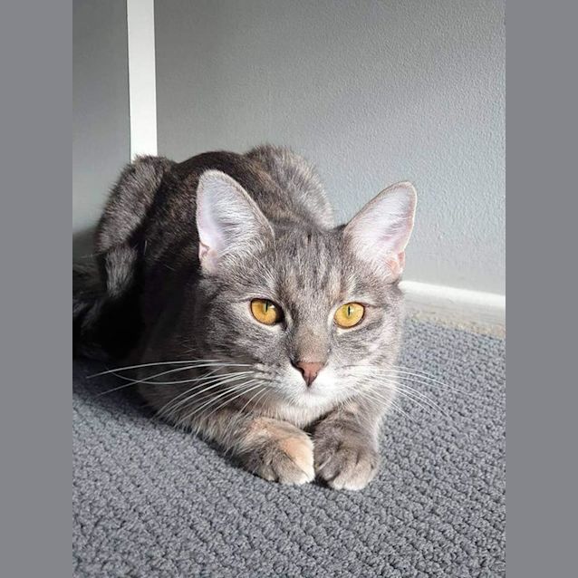 Photo of Willow 