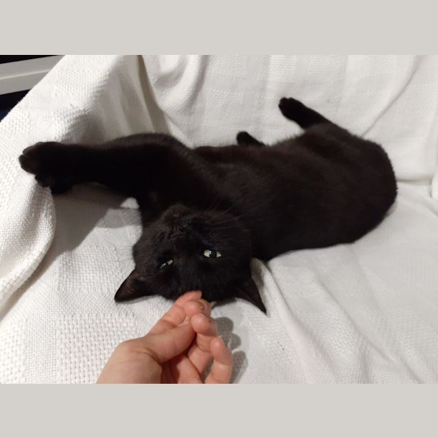 Photo of C1073 Kahlua