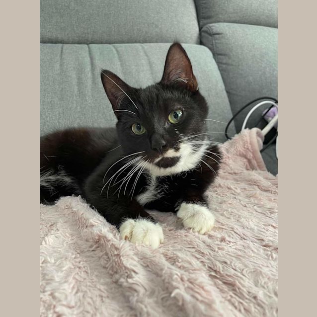 Photo of Oreo (Prev Pikelet)