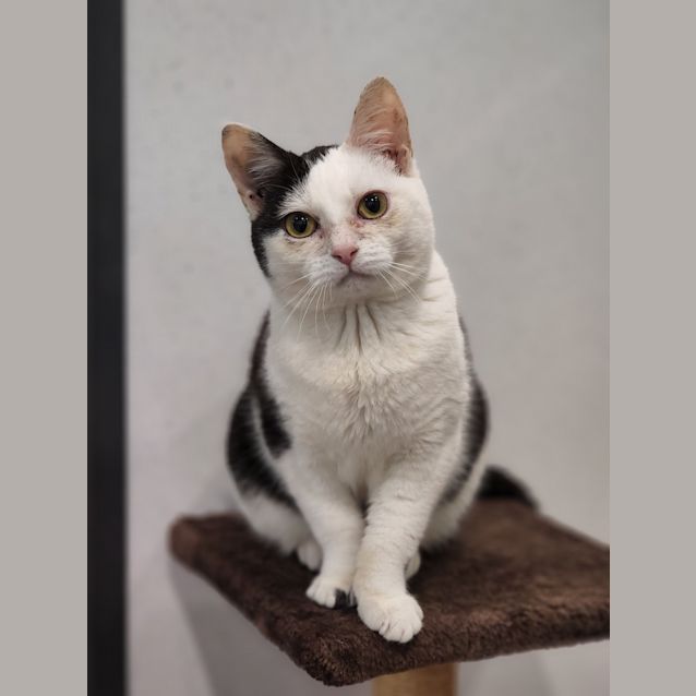 Photo of Inky