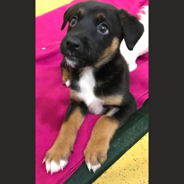 Photo of Nala