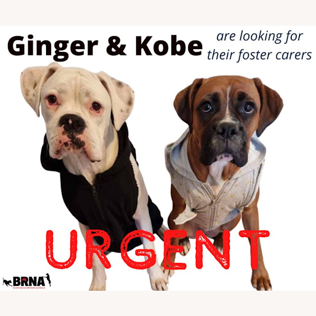 Photo of Ginger And Kobe