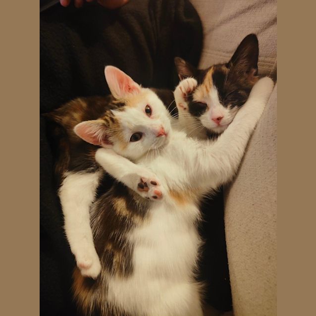 Photo of Sugar