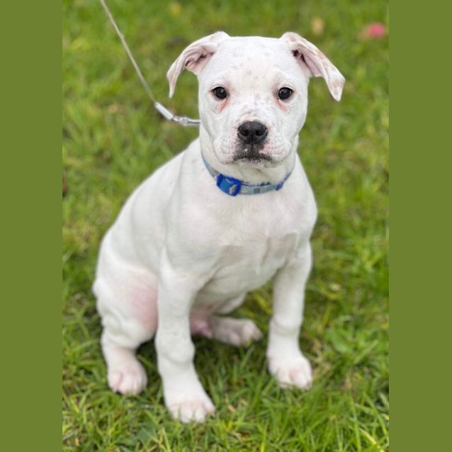 Photo of Icey 