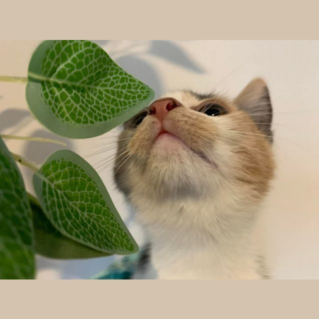 Photo of Scabbers **2nd Chance Cat Rescue**