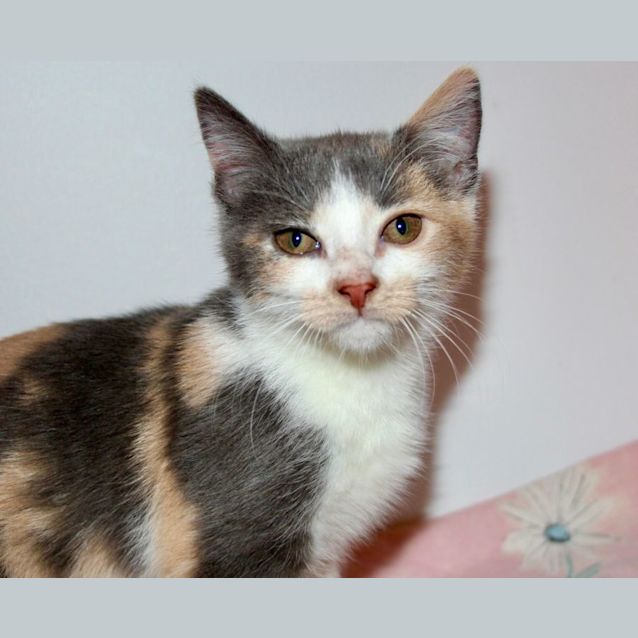 Photo of Chicken **2nd Chance Cat Rescue**