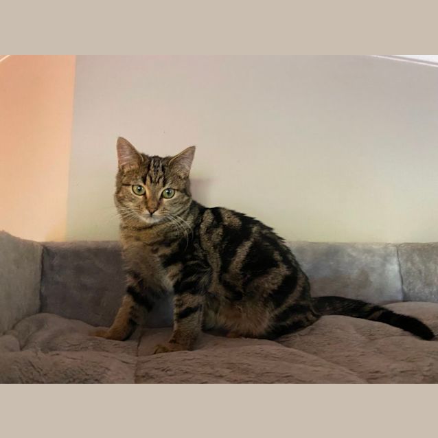 Photo of Greta **2nd Chance Cat Rescue**