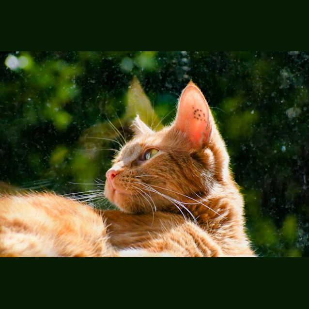Photo of Nugget