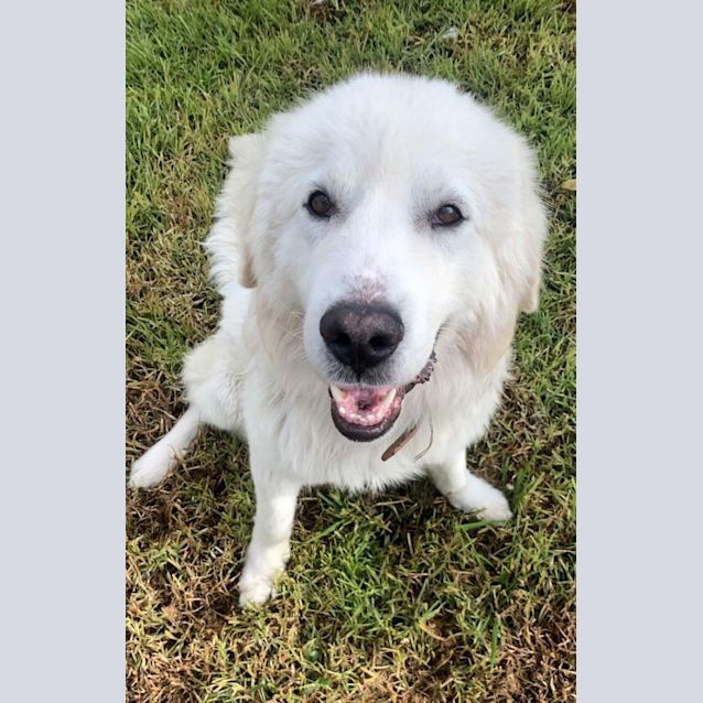 Photo of Angus