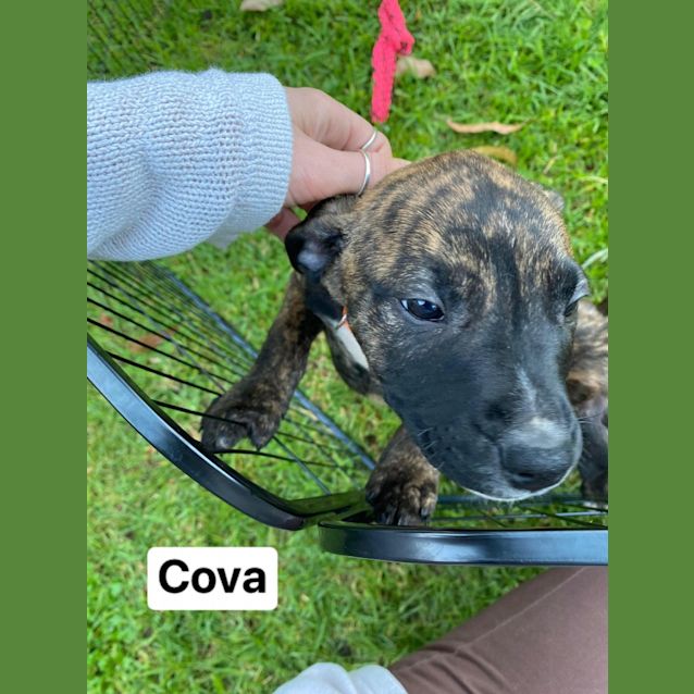 Photo of Cova