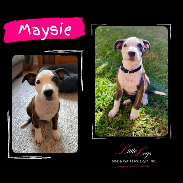 Photo of Maysie