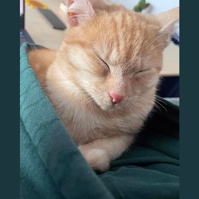 Photo of Purrcy