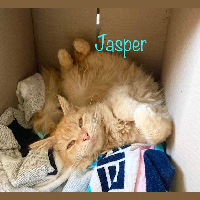 Photo of Jasper