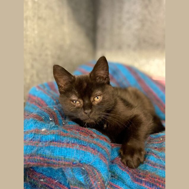 Photo of Bagheera