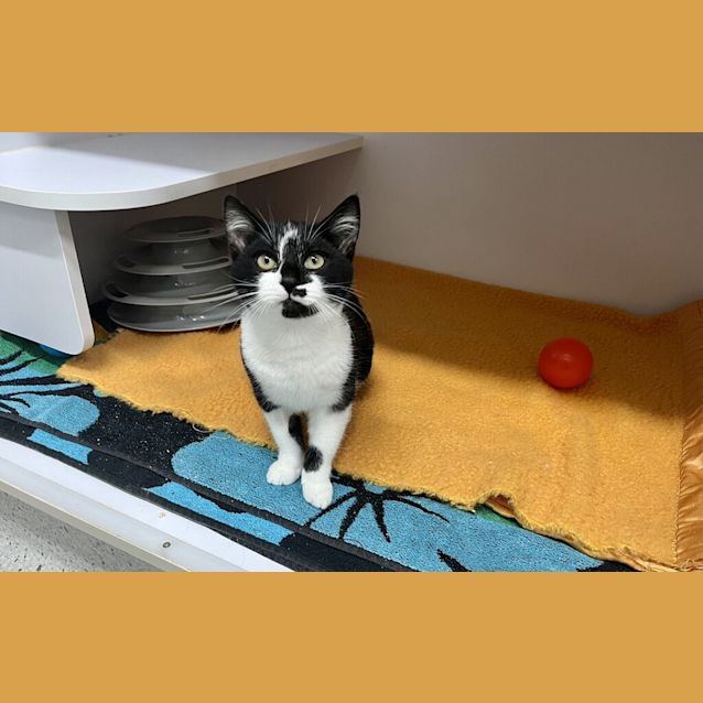 Photo of Peanut