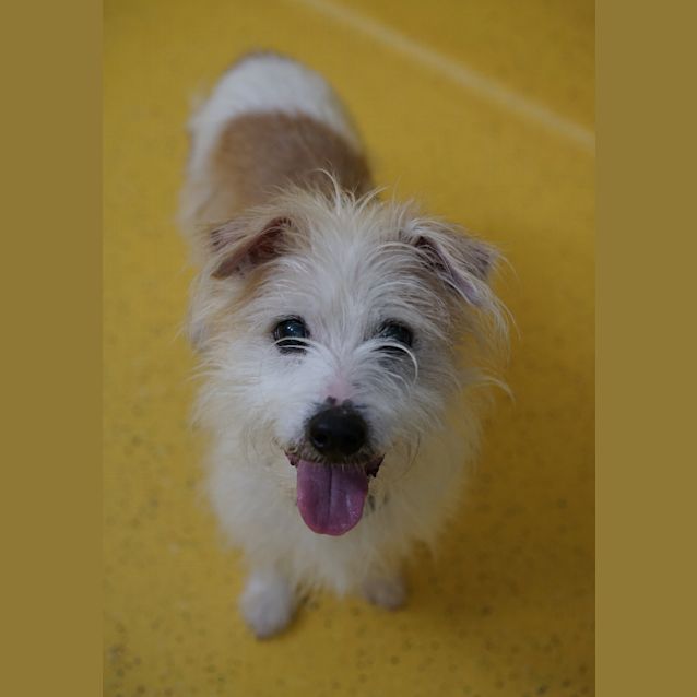 Photo of Baxter