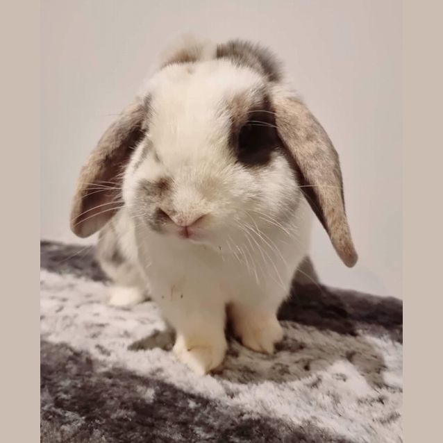 Photo of Tweedledee & Tweedledum (Hoppers Crossing)