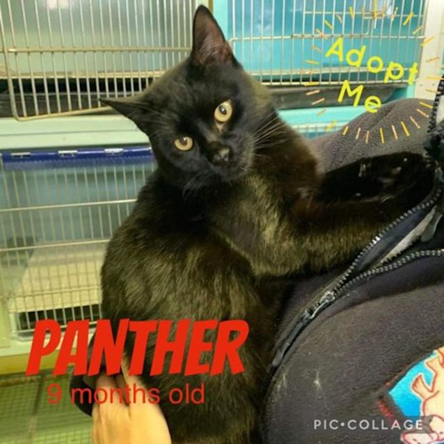 Photo of Panther
