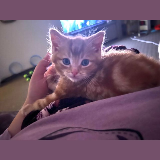 Photo of Mango ( Was Mgk )