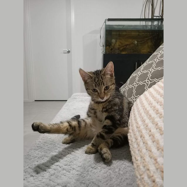 Photo of Pearl ~ Meet Me @ Pet Stock Mornington 😻