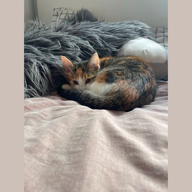 Photo of Charm Meet Me At Petstock Chelsea 😻