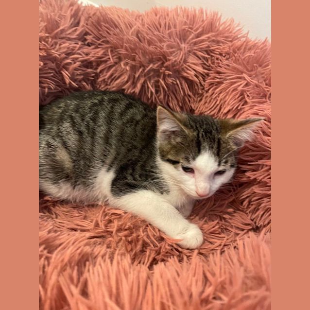 Photo of Pistachio Meet Me At Petstock Chelsea Store ❤️