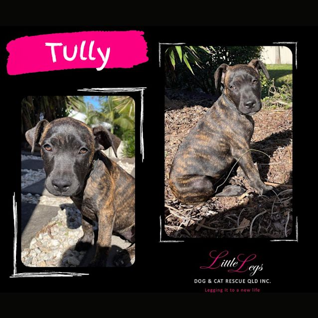 Photo of Tully
