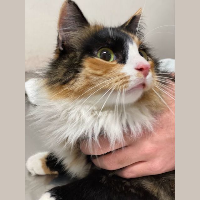 Photo of Ember