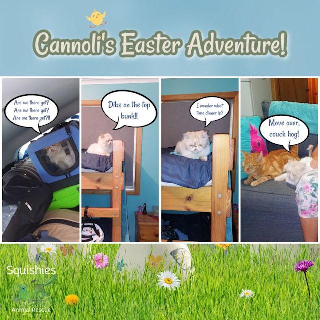 Photo of 🥠Cannoli🥠