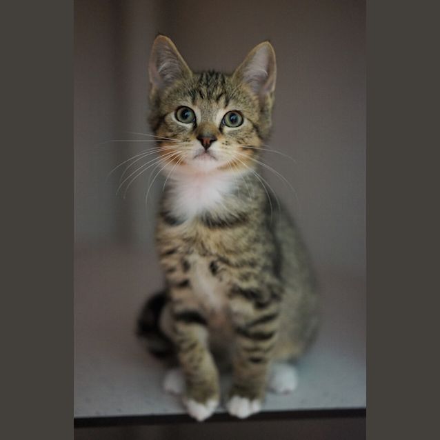 Photo of Ollie