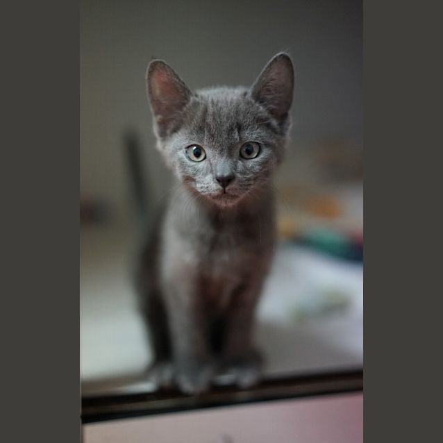 Photo of Tonic
