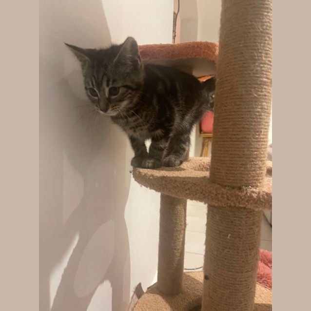 Photo of Princess Meet Me At Petstock Chelsea❤️