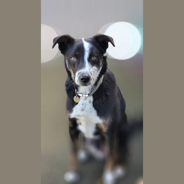 Photo of Benji   Kelpie X Border Collie