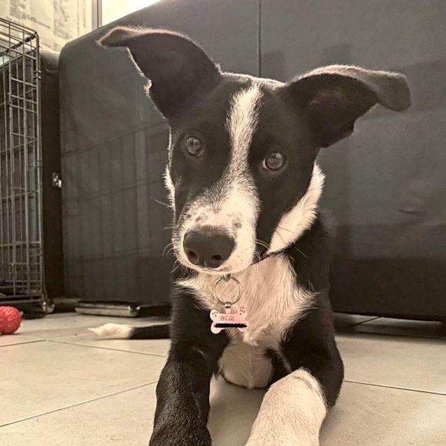 Photo of Will   Assisted Rehome