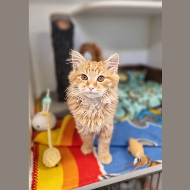 Photo of Flame
