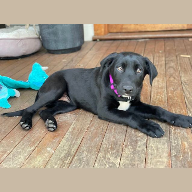 Photo of Noah ~ 4mo Mixed Breed Puppy(on Trial 24/7/22)