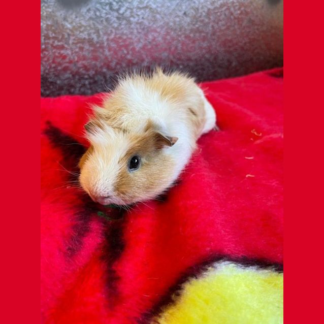 Photo of Creamy