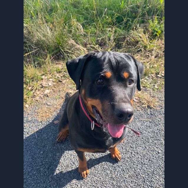 Photo of Roxy