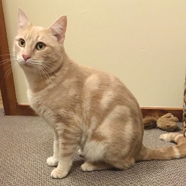 Photo of Rusty   Located In Preston