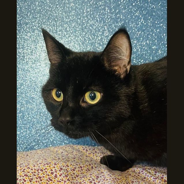 Photo of Jacob   Meet Me At Pet Stock Mitcham