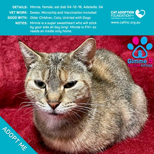 Photo of Minnie $0 Adoption Fee!