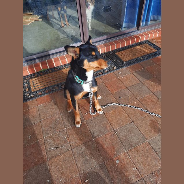 Photo of Diesel