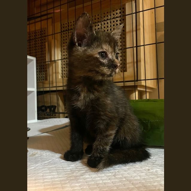 Photo of Mulch (Was Mexibell)