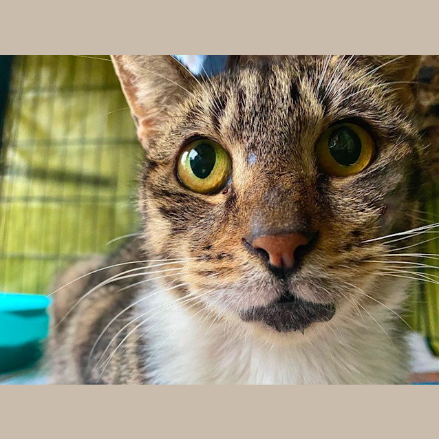 Photo of Hope (Experienced Owners Only) 