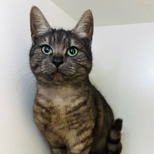 Photo of Thor   Meet Me At Pet Stock Vermont